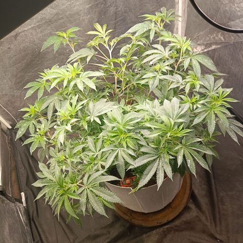 Insanity  growlog timeline photo