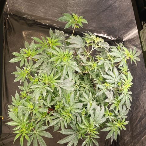 Insanity  growlog timeline photo