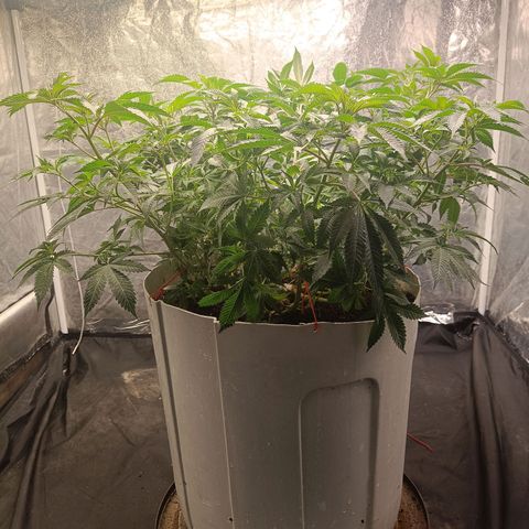 Insanity  growlog timeline photo