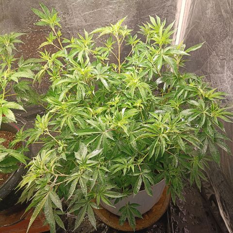Insanity  growlog timeline photo