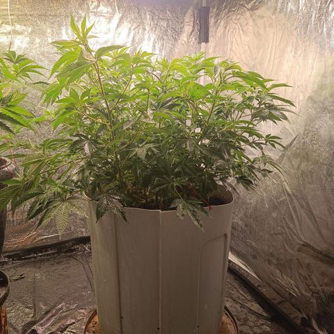 Insanity  growlog timeline photo