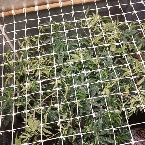 Insanity  growlog timeline photo