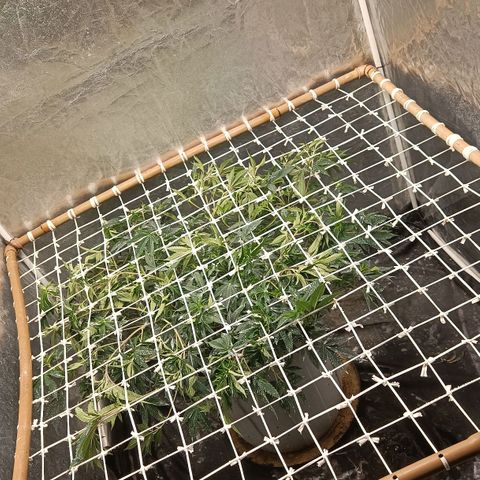 Insanity  growlog timeline photo