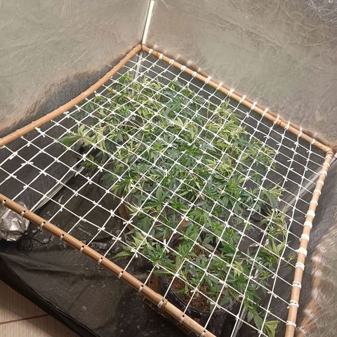 Insanity  growlog timeline photo