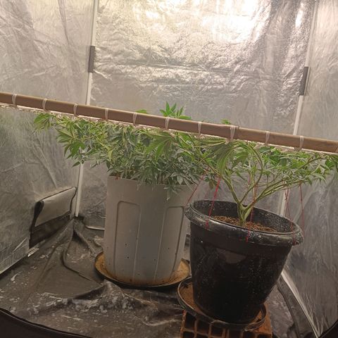 Insanity  growlog timeline photo