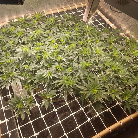 Insanity  growlog timeline photo