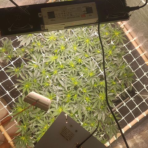 Insanity  growlog timeline photo