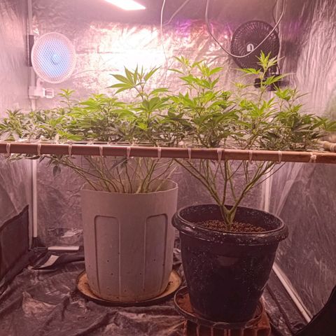 Insanity  growlog timeline photo