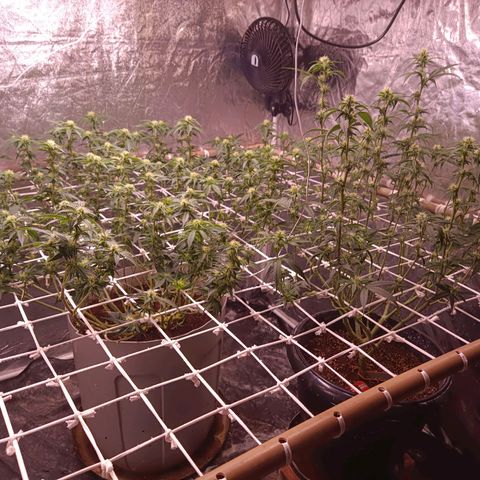 Insanity  growlog timeline photo