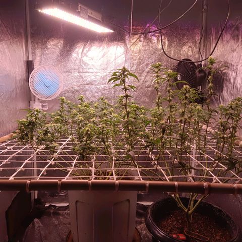 Insanity  growlog timeline photo