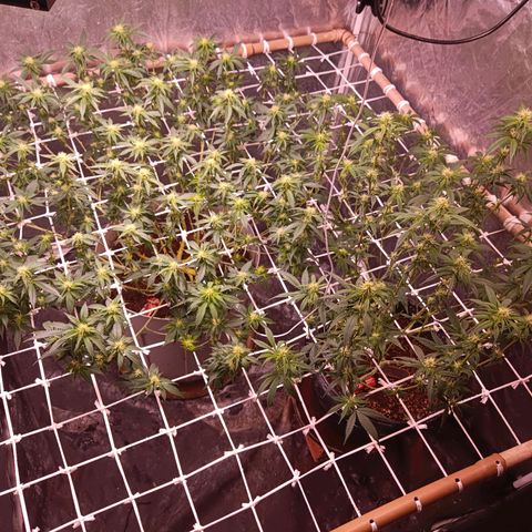 Insanity  growlog timeline photo