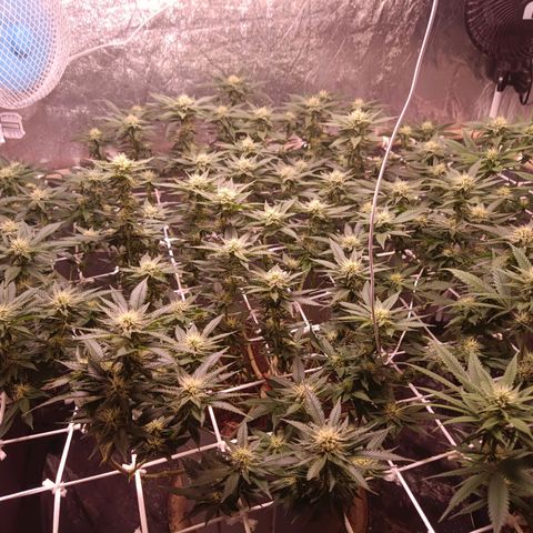 Insanity  growlog timeline photo