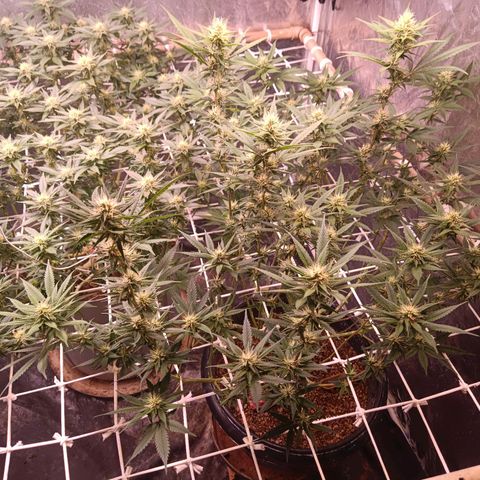 Insanity  growlog timeline photo