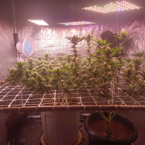 Insanity  growlog timeline photo