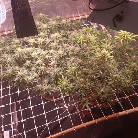 Insanity  growlog timeline photo