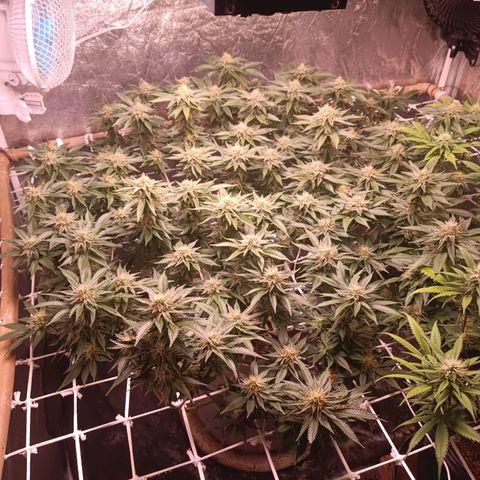 Insanity  growlog timeline photo