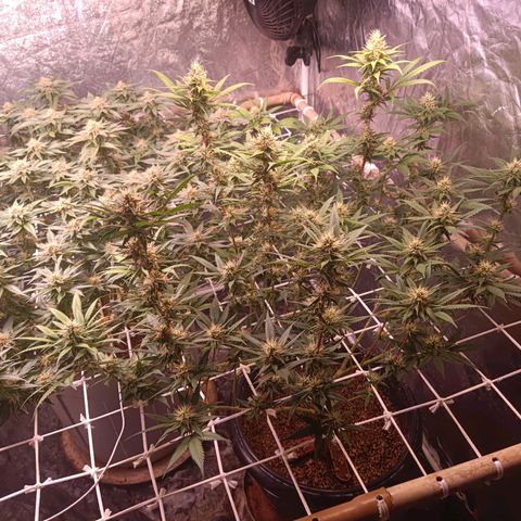 Insanity  growlog timeline photo