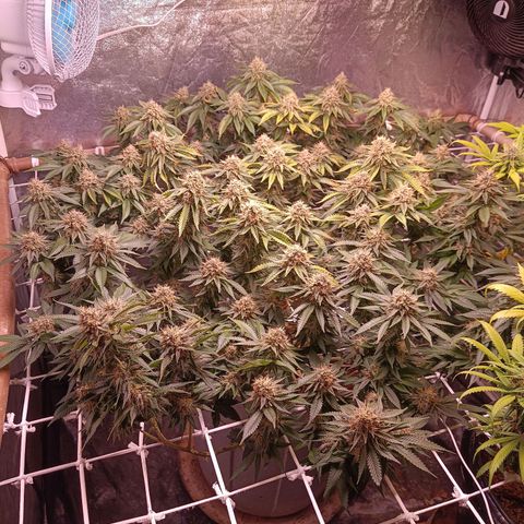 Insanity  growlog timeline photo
