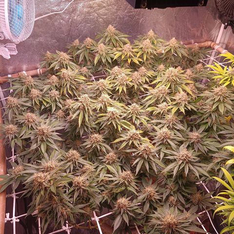 Insanity  growlog timeline photo