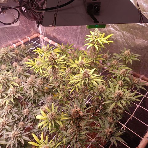 Insanity  growlog timeline photo