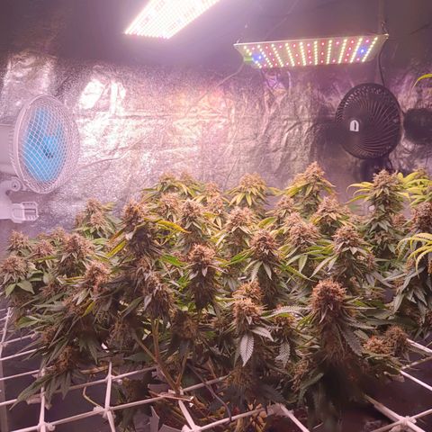 Insanity  growlog timeline photo