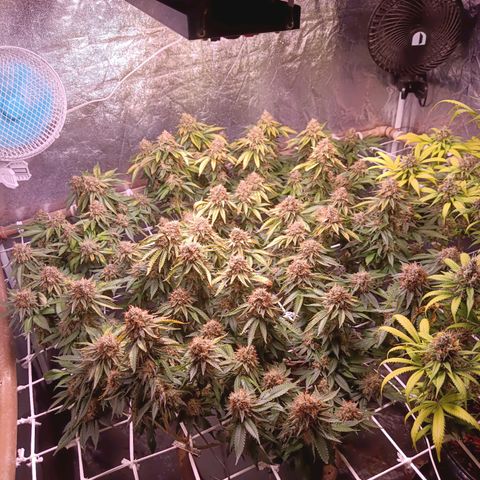 Insanity  growlog timeline photo