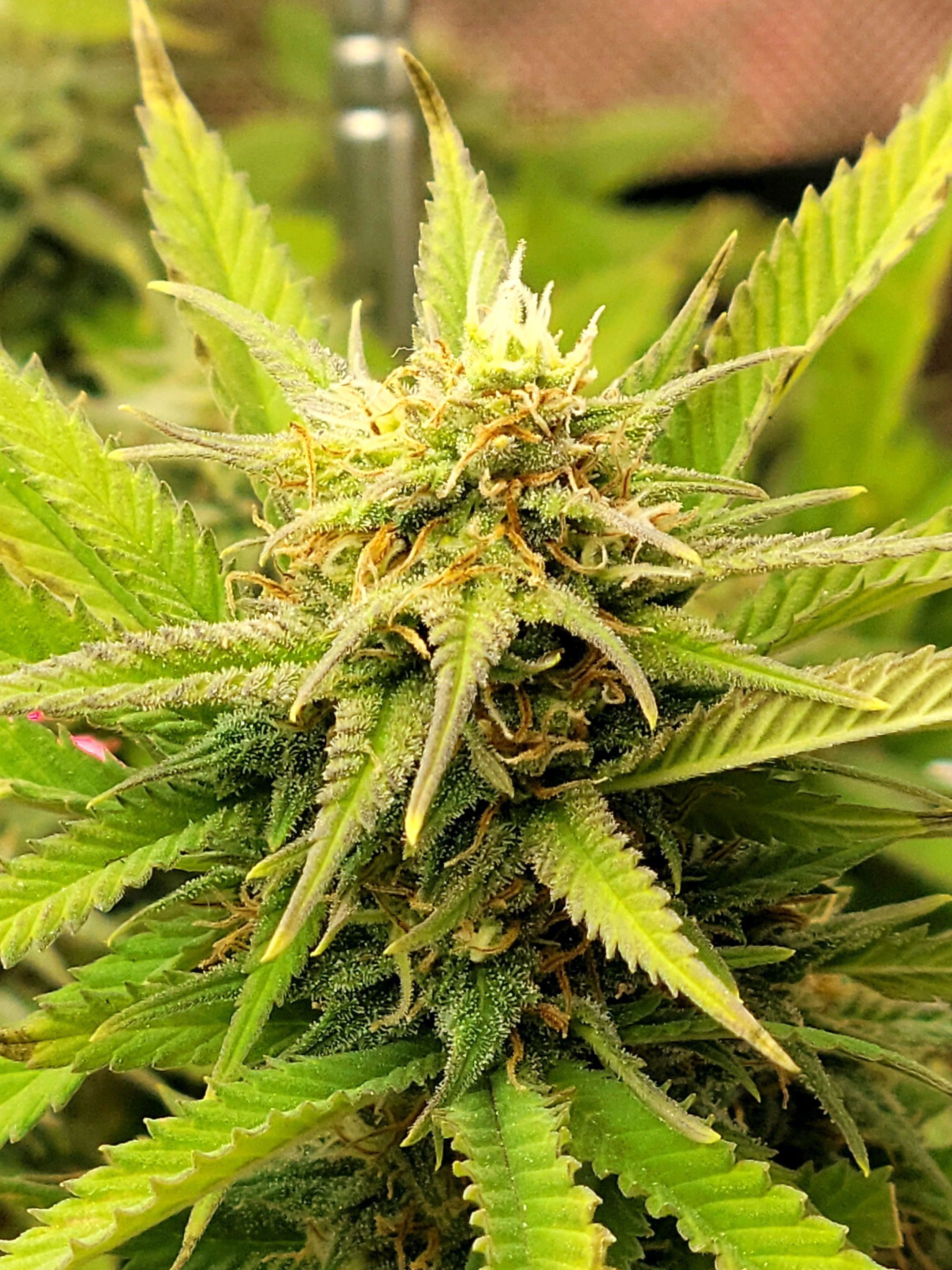 Platinum Cake growlog header