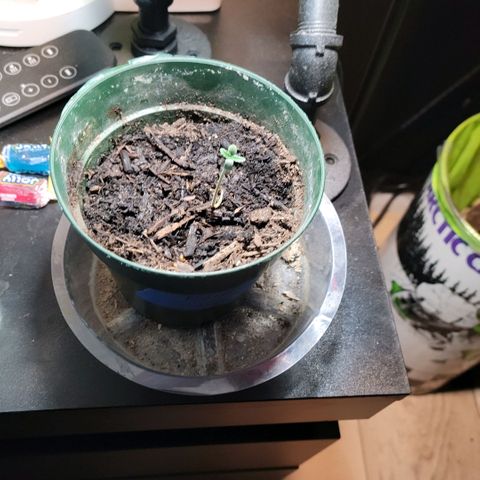 Platinum Cake growlog timeline photo