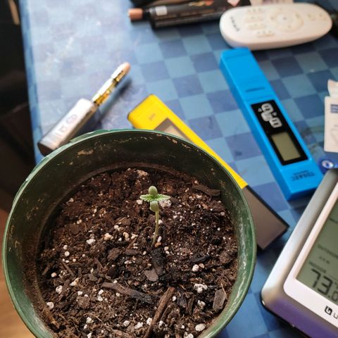 Platinum Cake growlog timeline photo