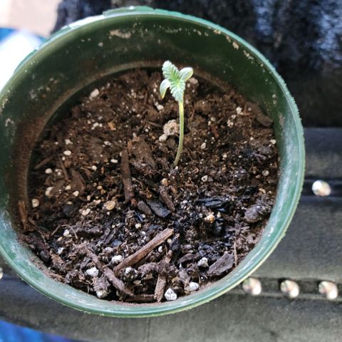 Platinum Cake growlog timeline photo