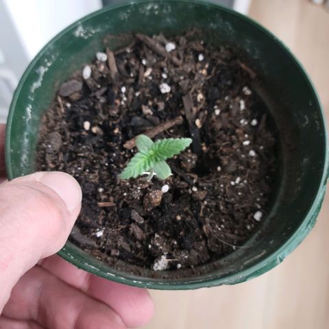 Platinum Cake growlog timeline photo