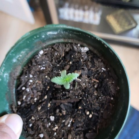 Platinum Cake growlog timeline photo