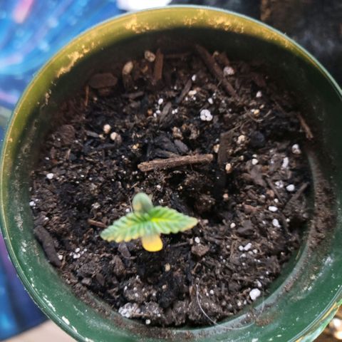 Platinum Cake growlog timeline photo