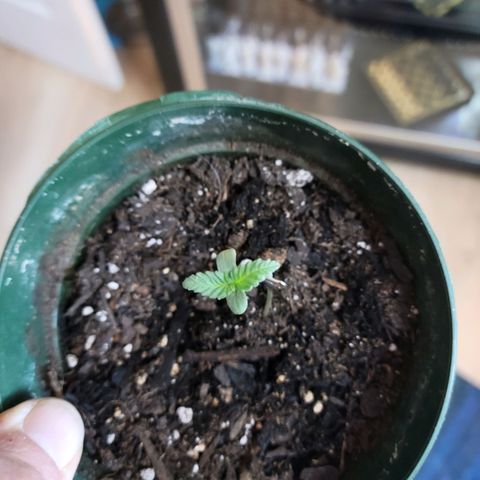 Platinum Cake growlog timeline photo