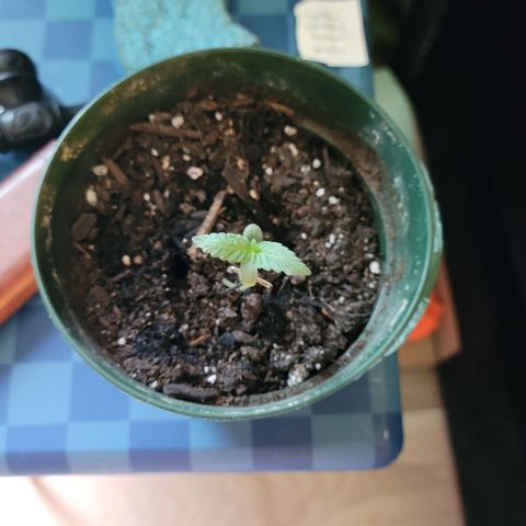 Platinum Cake growlog timeline photo