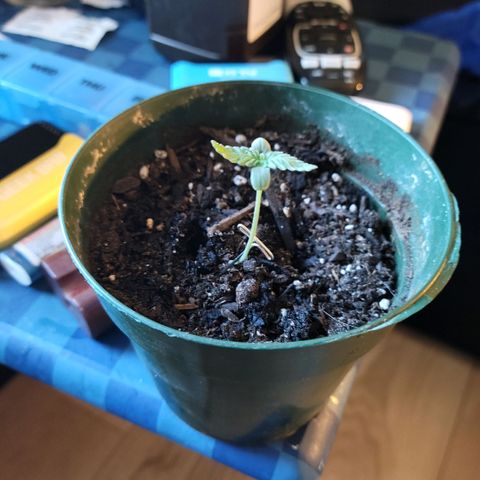 Platinum Cake growlog timeline photo