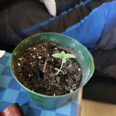 Platinum Cake growlog timeline photo