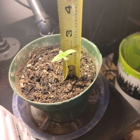 Platinum Cake growlog timeline photo