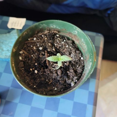 Platinum Cake growlog timeline photo