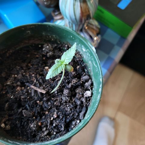 Platinum Cake growlog timeline photo