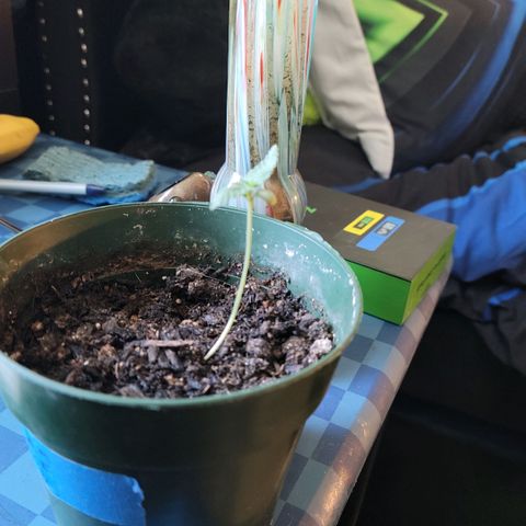 Platinum Cake growlog timeline photo