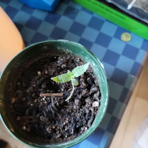 Platinum Cake growlog timeline photo