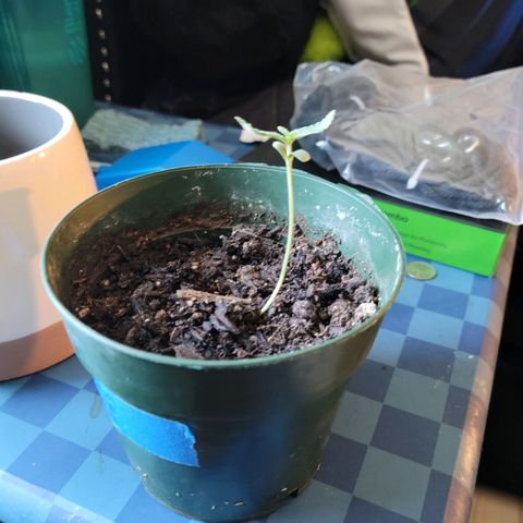 Platinum Cake growlog timeline photo