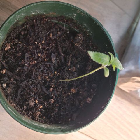 Platinum Cake growlog timeline photo