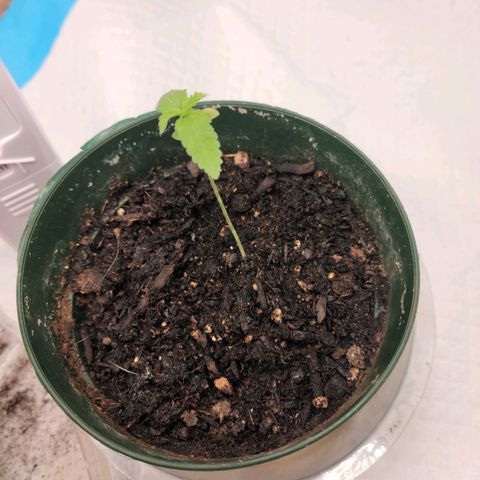 Platinum Cake growlog timeline photo