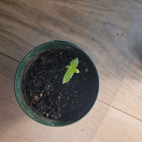 Platinum Cake growlog timeline photo