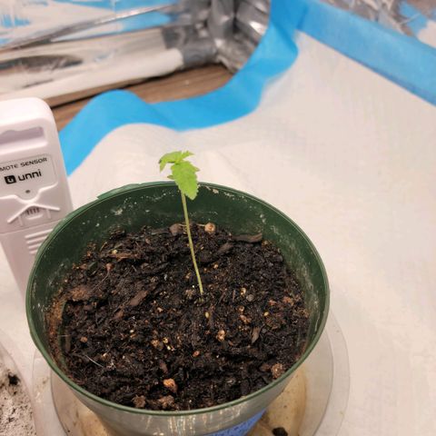 Platinum Cake growlog timeline photo