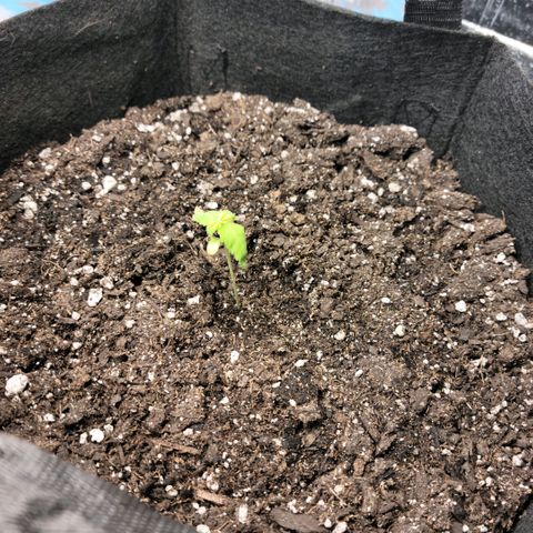 Platinum Cake growlog timeline photo