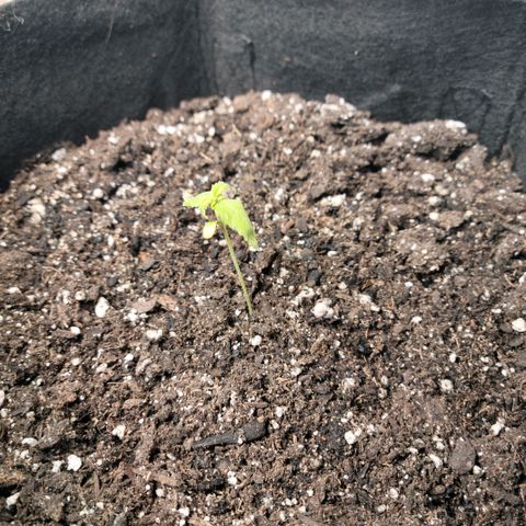 Platinum Cake growlog timeline photo