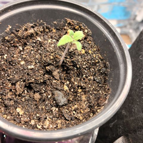 Northern Lights 1 and 2 growlog timeline photo
